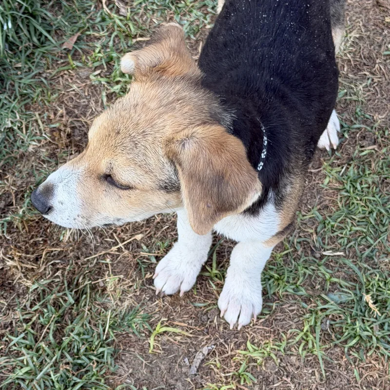 A baby medium-sized male Beagle dog named Wells for adoption in Gilbert, AZ