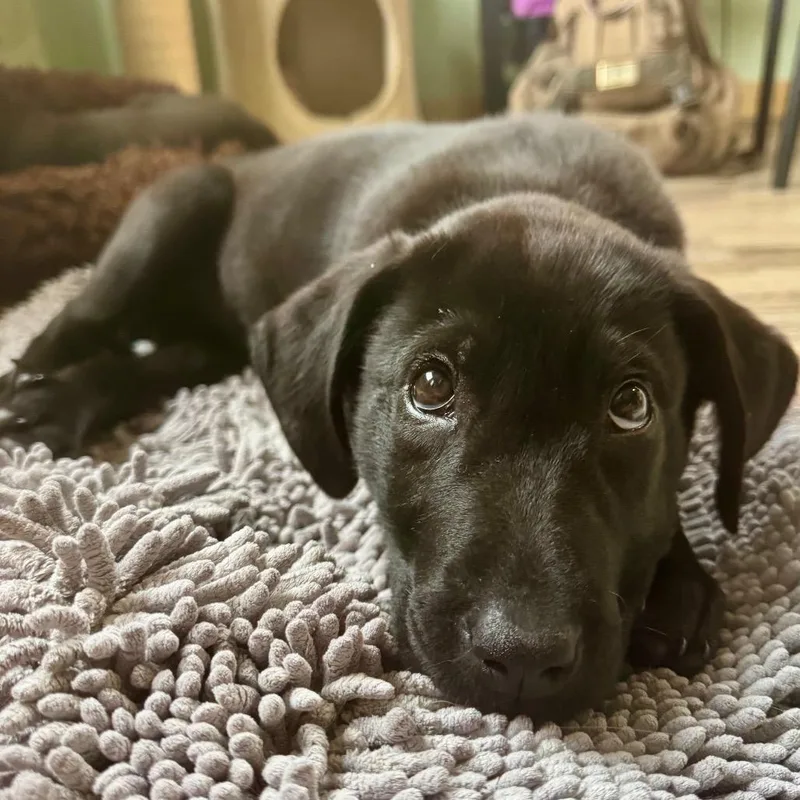 A baby small-sized female Black Mixed Breed dog named Koosh for adoption in Buffalo, MN