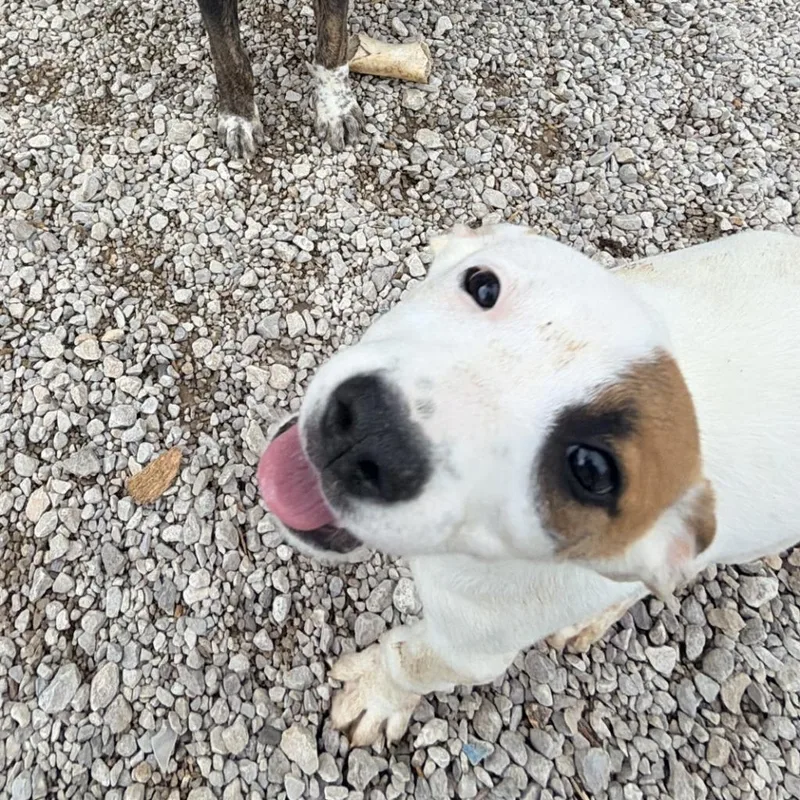 A baby medium-sized female Mixed Breed dog named Daphne for adoption in Batesville, AR