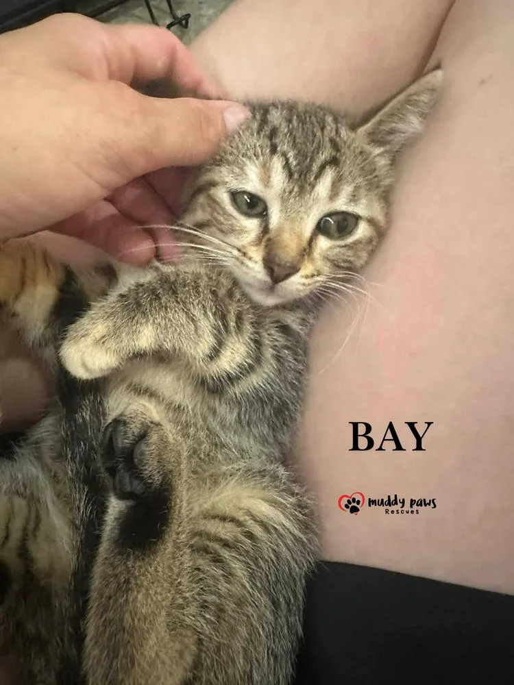 A baby medium-sized male Tabby cat named Bay for adoption in Council Bluffs, IA