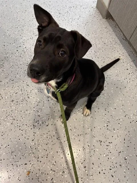 A young medium-sized female Pit Bull Terrier dog named Maple for adoption in Forney, TX