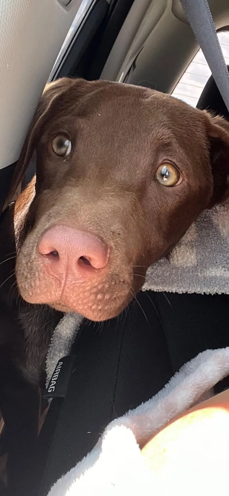 A baby medium-sized female Red / Chestnut / Orange Catahoula Leopard Dog dog named Poppy for adoption in Piney Flats, TN