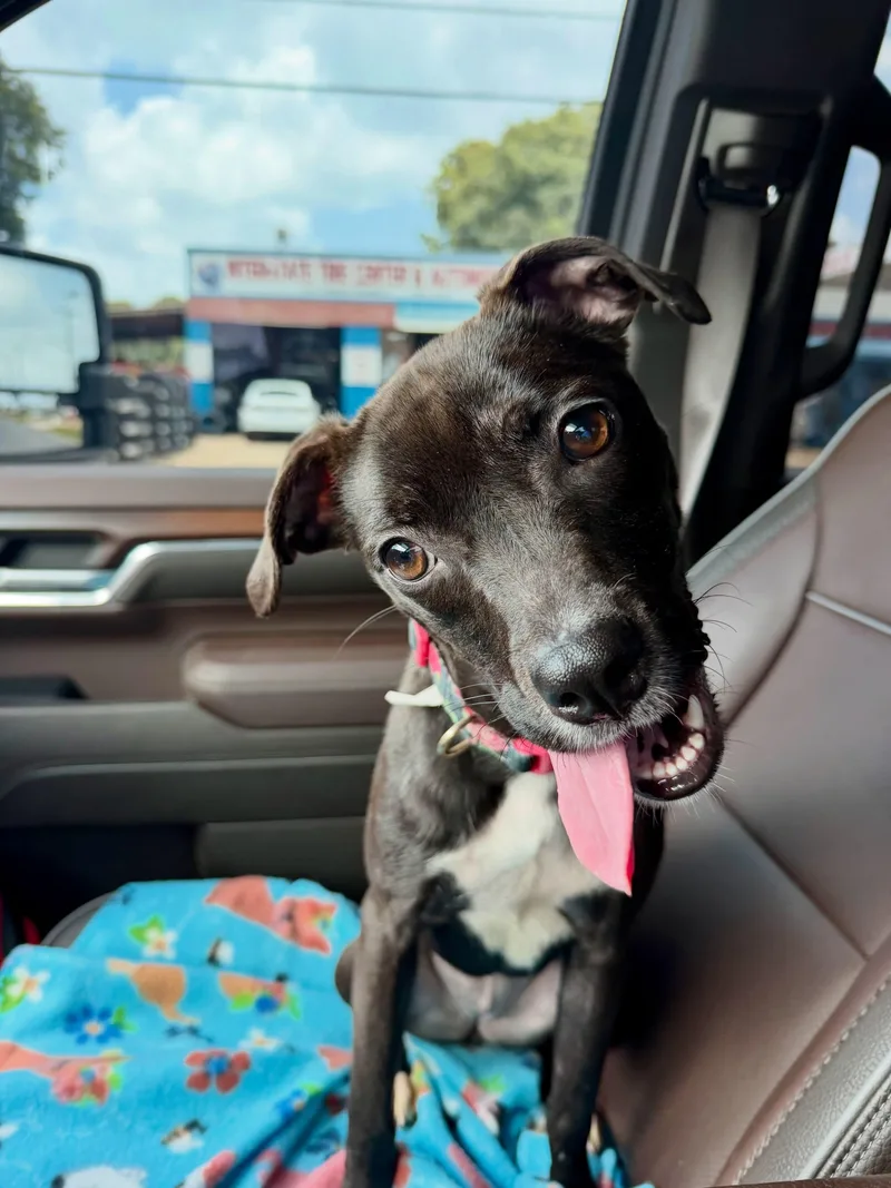 A baby medium-sized female Black Terrier dog named Nellie Bean for adoption in Cedar Rapids, IA