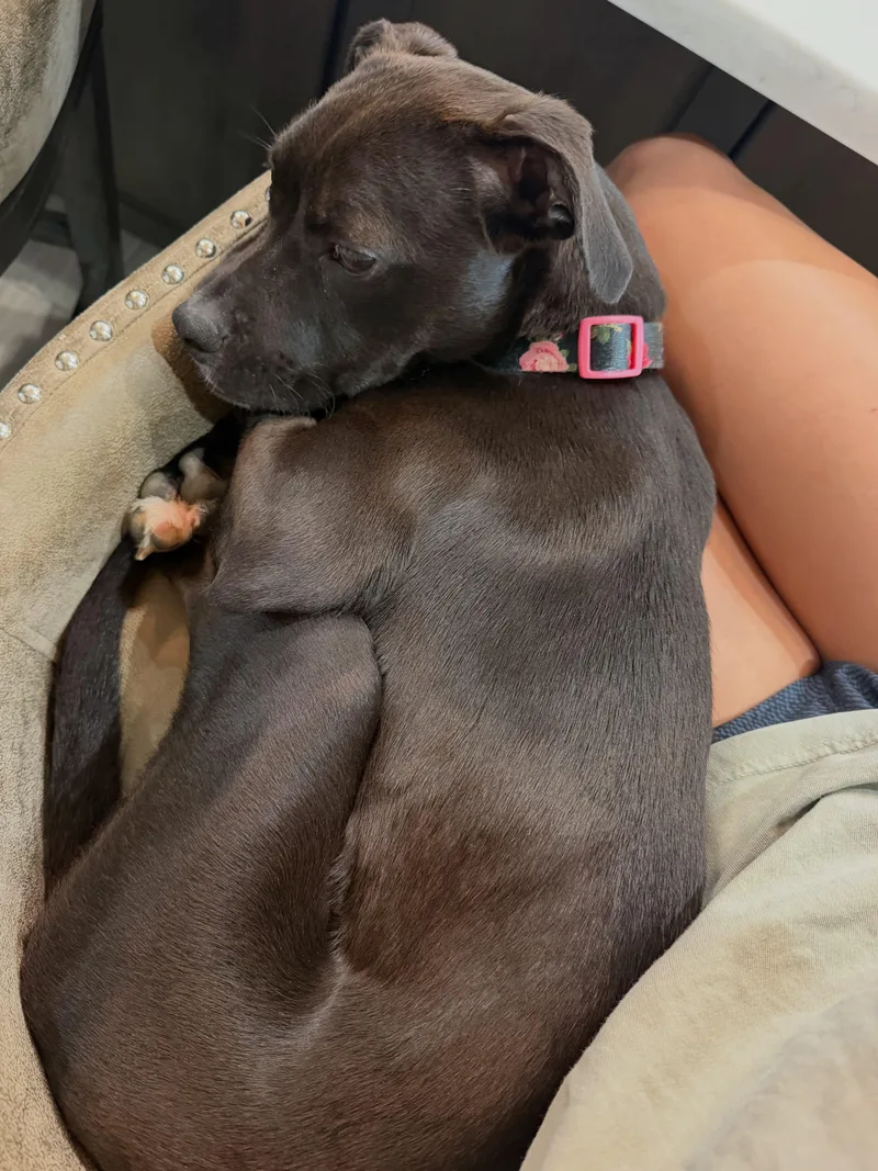 Nellie Bean thumbnail 4