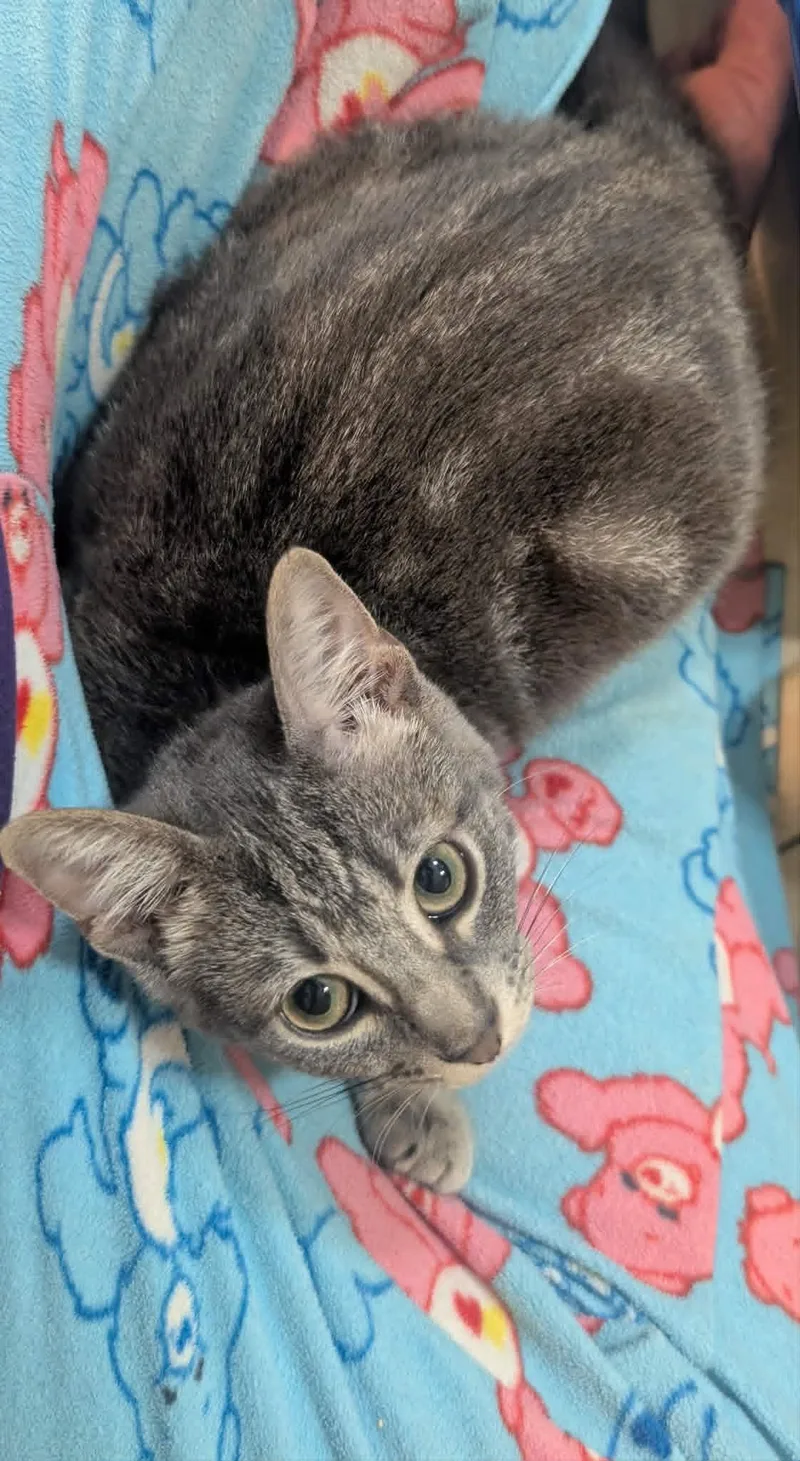 A young medium-sized female Tabby (Gray / Blue / Silver) Domestic Short Hair cat named Primrose for adoption in Houston, TX