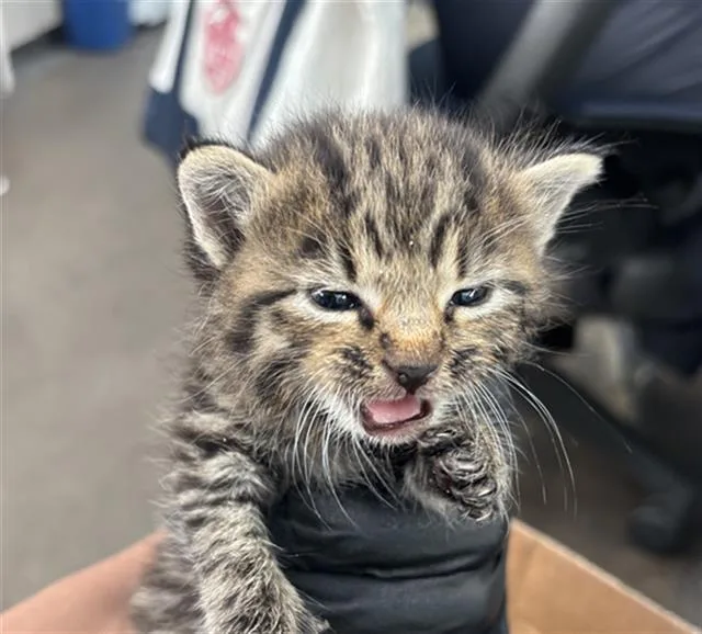 A baby medium-sized male Domestic Short Hair cat named Nelson for adoption in Dallas, TX
