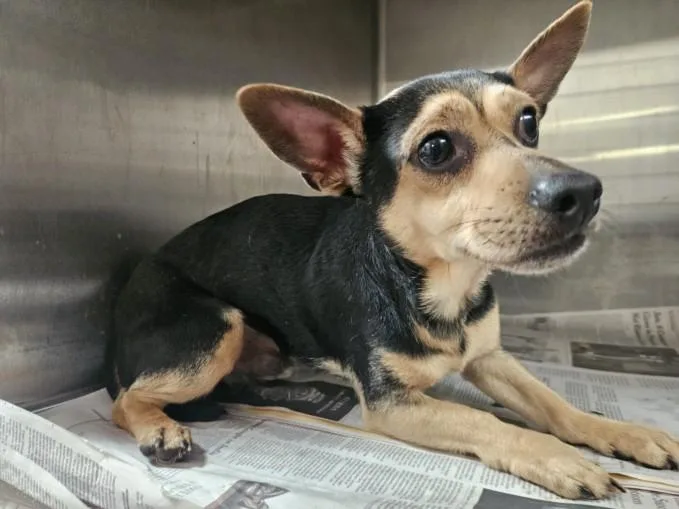 An adult small-sized male Chihuahua dog named Batman for adoption in Los Angeles, CA