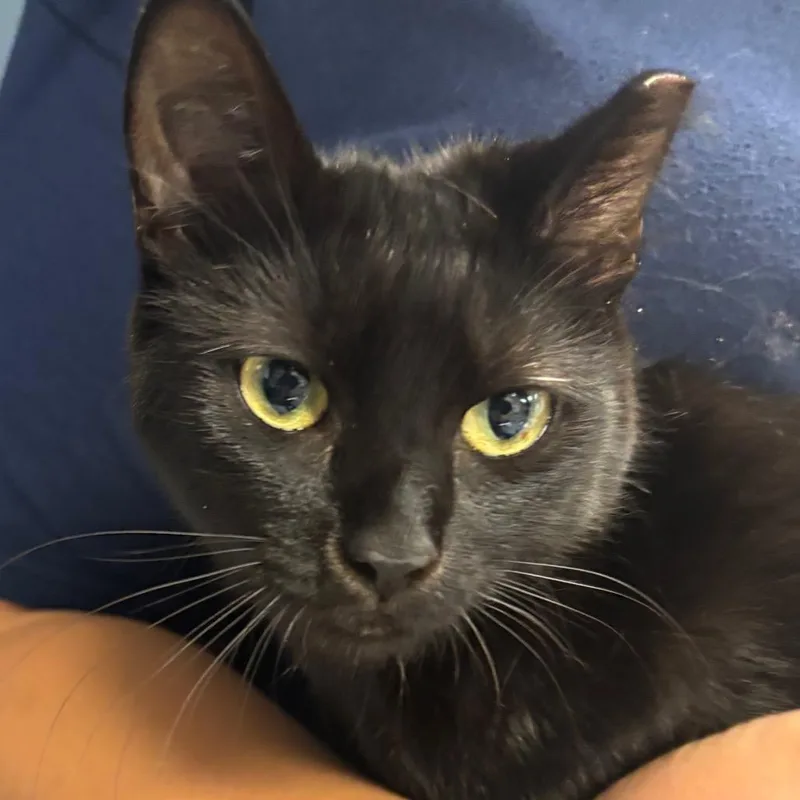 A young medium-sized female Black Domestic Short Hair cat named Lana for adoption in Newark, NJ