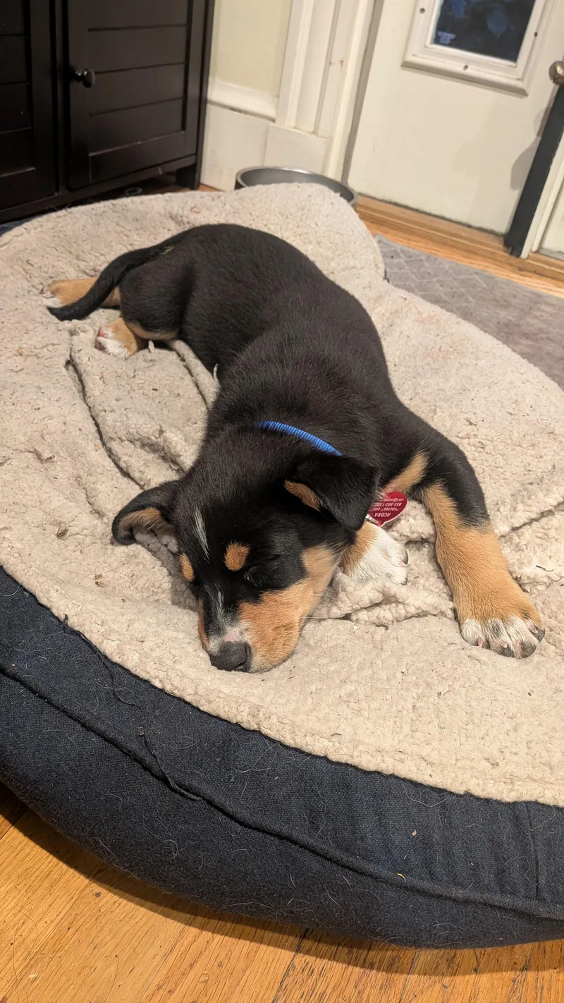 A baby medium-sized female Australian Cattle Dog / Blue Heeler dog named Chispa for adoption in Garden City, NY