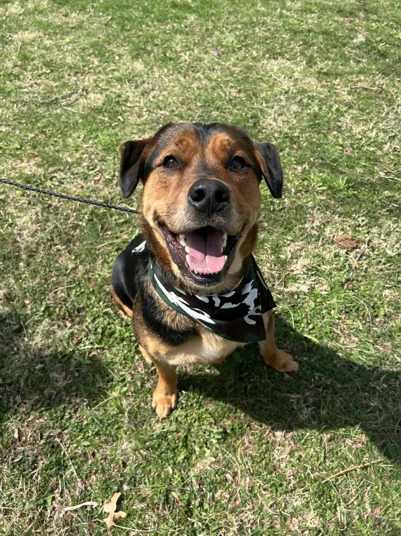 An adult large-sized male Black Rottweiler dog named Roscoe for adoption in Upper Sandusky, OH