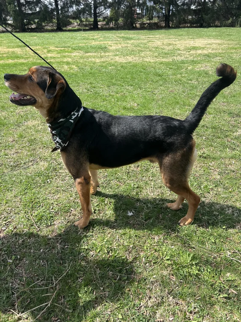 Roscoe thumbnail 2
