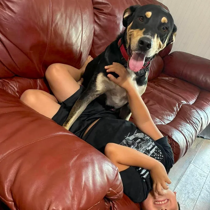 An adult large-sized male Tricolor (Brown, Black, & White) Hound dog named Rico for adoption in Corpus Christi, TX
