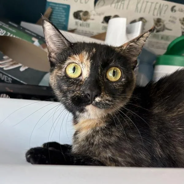 An adult small-sized female Domestic Short Hair cat named Pair Of Jeans for adoption in Salt Lake City, UT