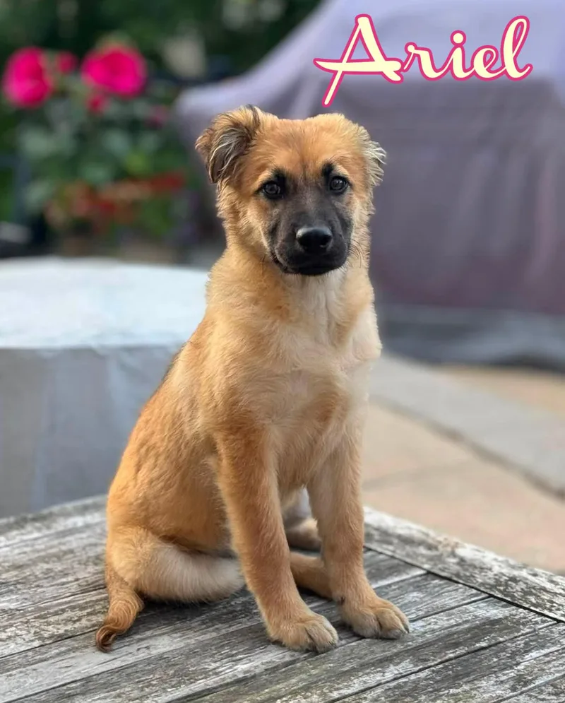 A baby large-sized female Apricot / Beige Shepherd dog named Ariel for adoption in Elburn, IL