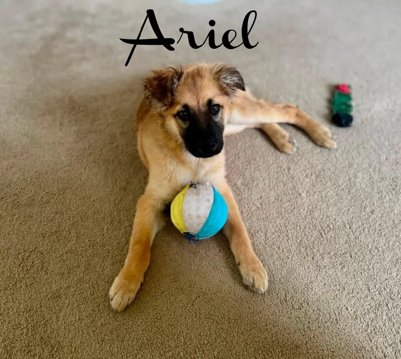 Ariel thumbnail 2