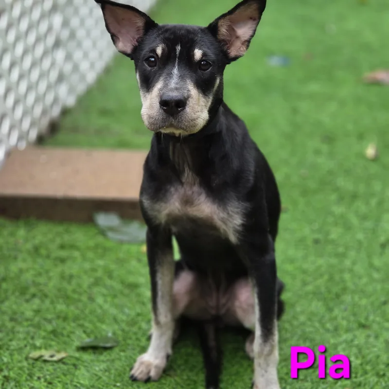A baby small-sized female Mixed Breed dog named Pia for adoption in Blairstown, NJ