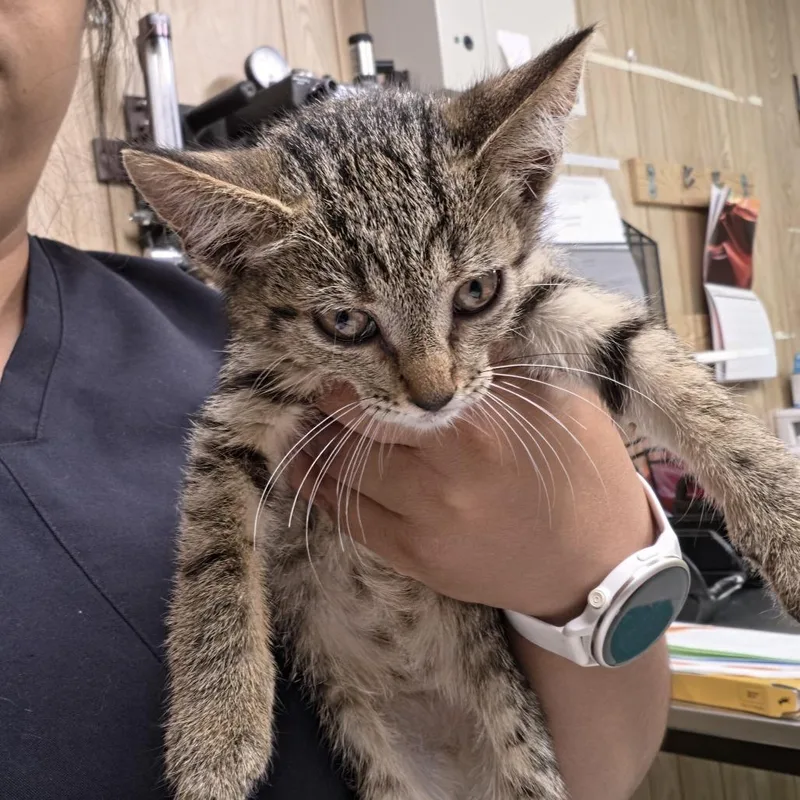 A baby small-sized female Brown / Chocolate Domestic Short Hair cat named Alarielle for adoption in Leander, TX