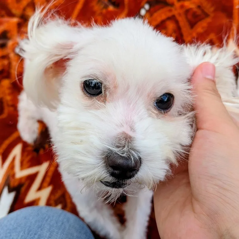 Rascal Jacks thumbnail 2