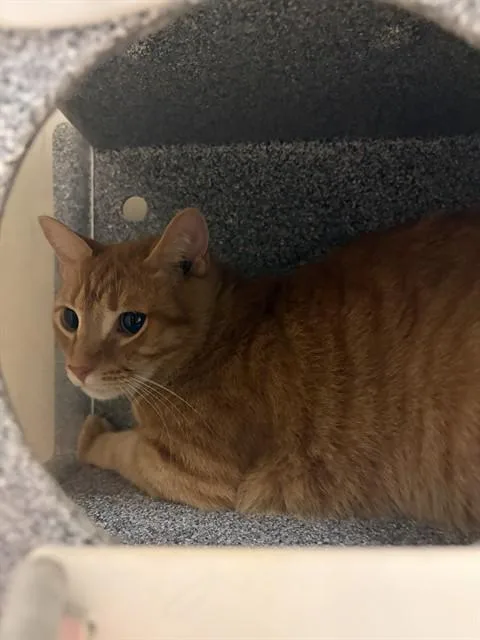 An adult medium-sized male Domestic Short Hair cat named Jacob for adoption in Statesville, NC
