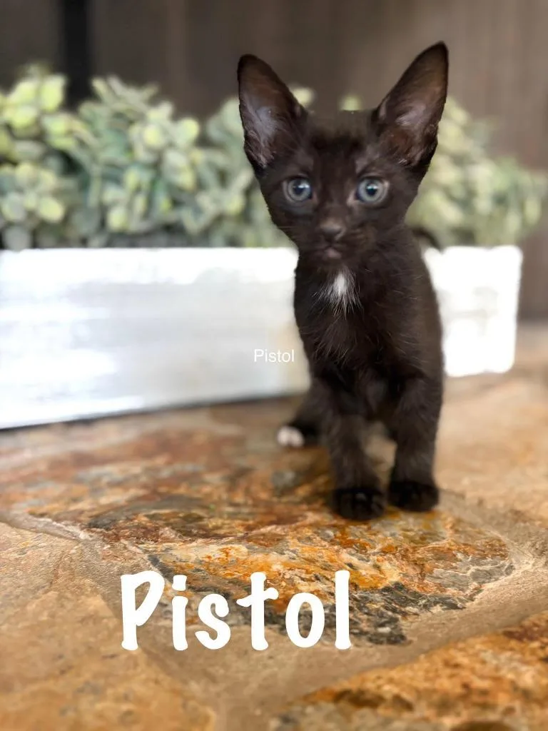 A baby small-sized male Domestic Short Hair cat named Pistol for adoption in Sebastian, FL
