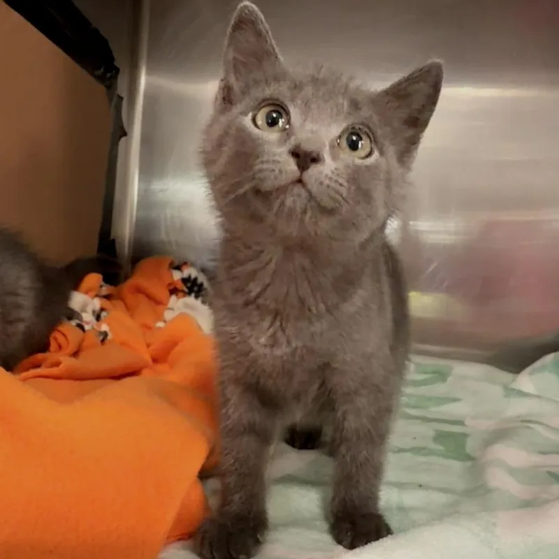 A baby small-sized female Gray / Blue / Silver Domestic Short Hair cat named Pearl for adoption in Deerfield, IL