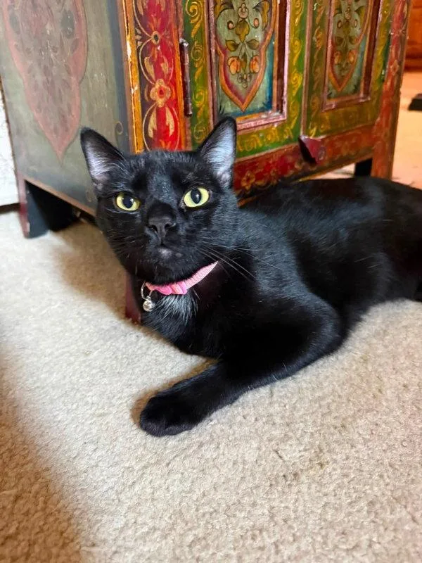 A young medium-sized female Black Bombay cat named Equinox for adoption in Knoxville, TN
