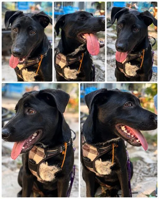 A young large-sized female Labrador Retriever dog named Jet for adoption in San Antonio, TX