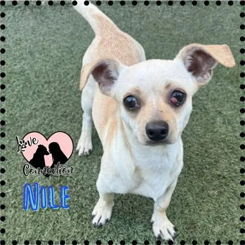 Nile
