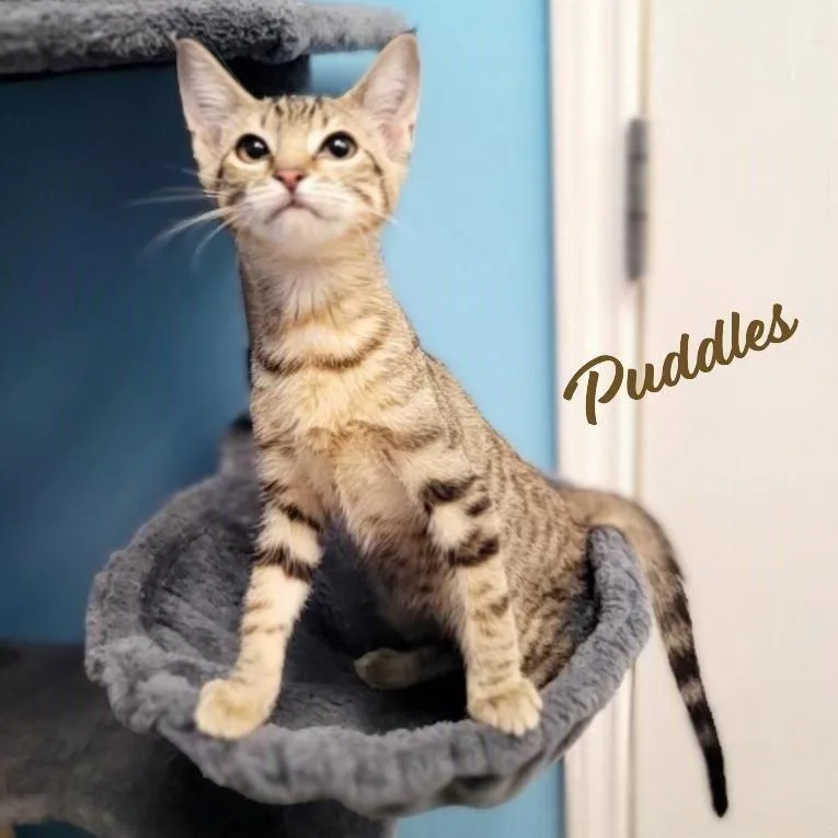 Puddles brotherofZeus thumbnail 2