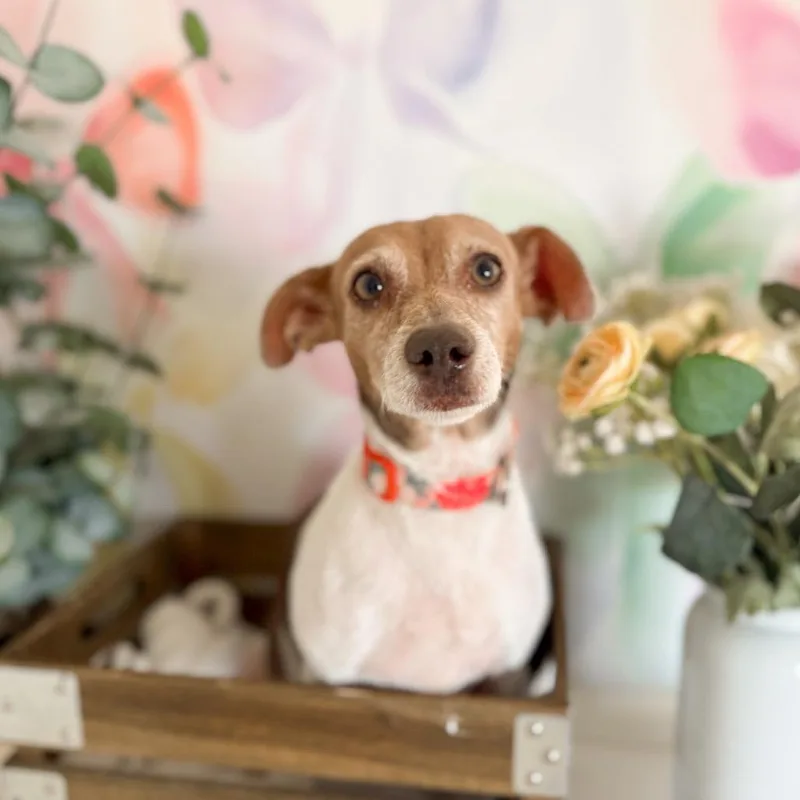 Momma Sweet Pea thumbnail 3