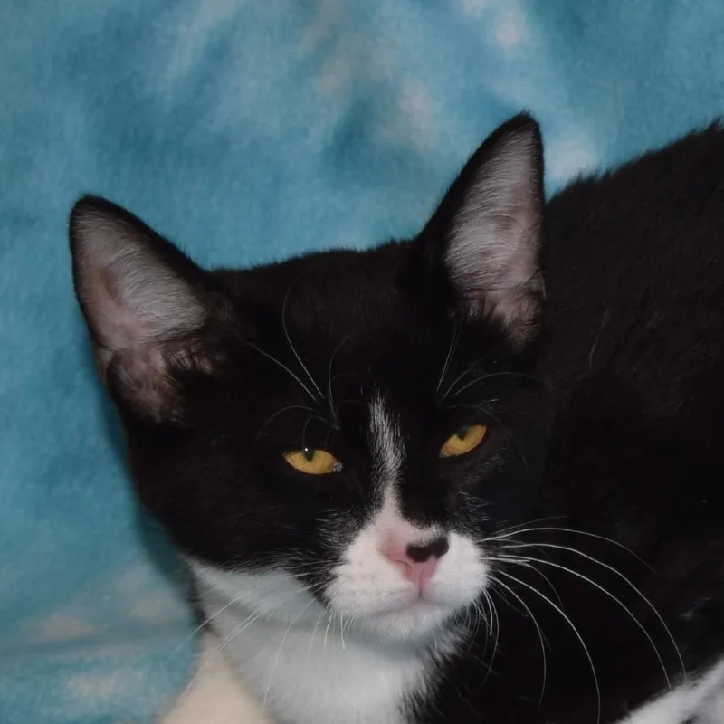 A young medium-sized male Domestic Short Hair cat named Chase for adoption in Eureka, CA