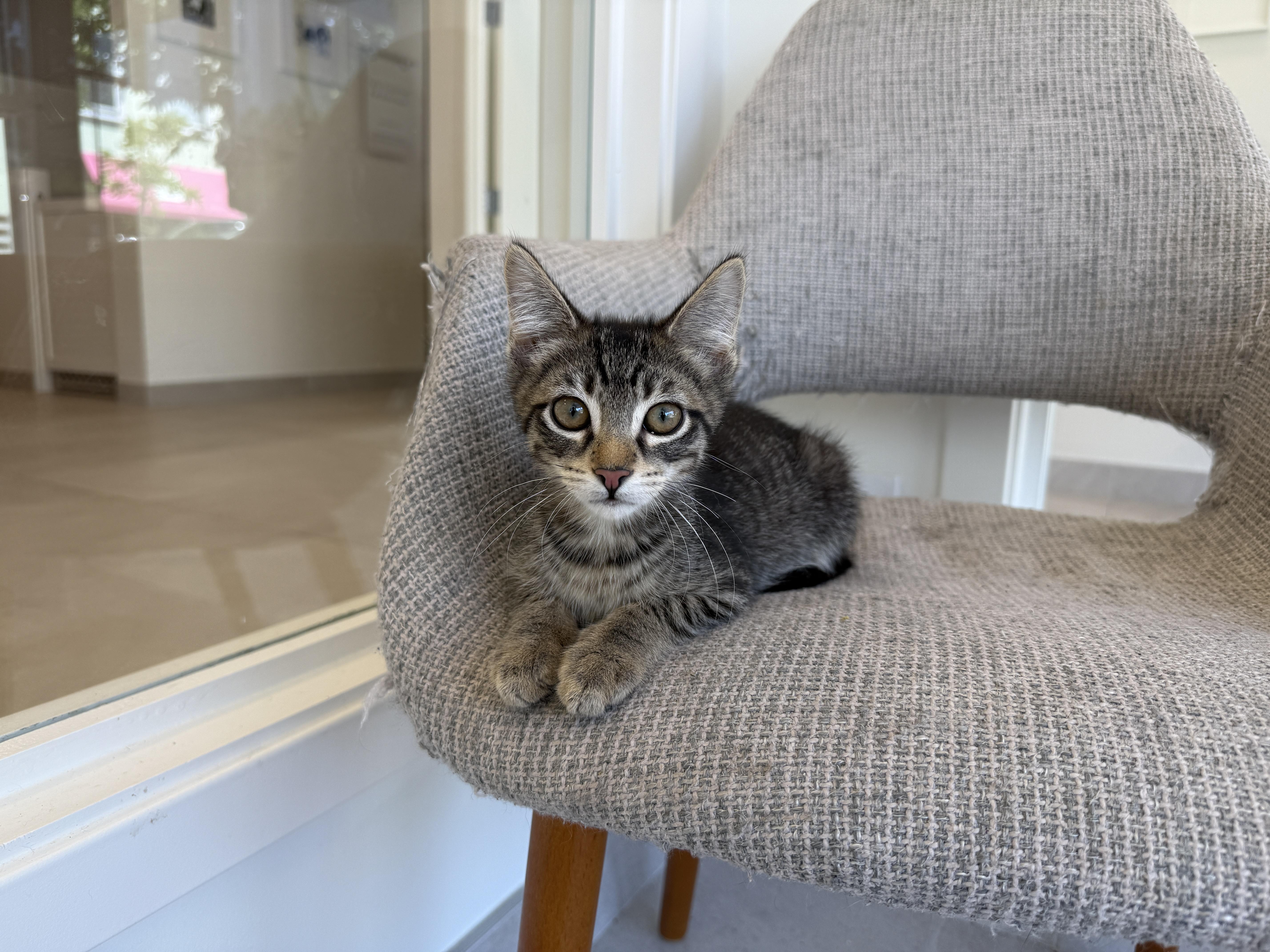 A baby medium-sized male Domestic Short Hair cat named Thursday for adoption in Evanston, IL