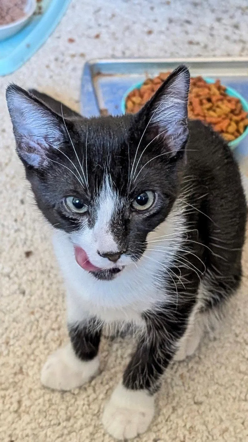 A young medium-sized male Domestic Short Hair cat named Scavenger for adoption in Phoenix, AZ