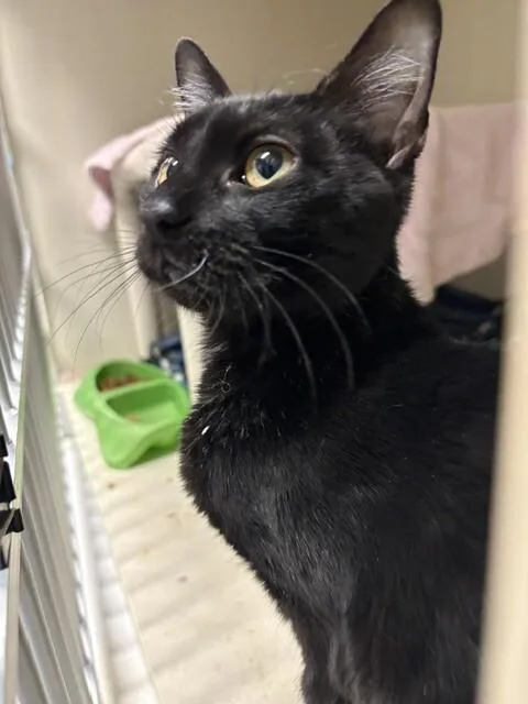 An adult medium-sized male Black Domestic Medium Hair cat named Darth Purr for adoption in Fort Collins, CO