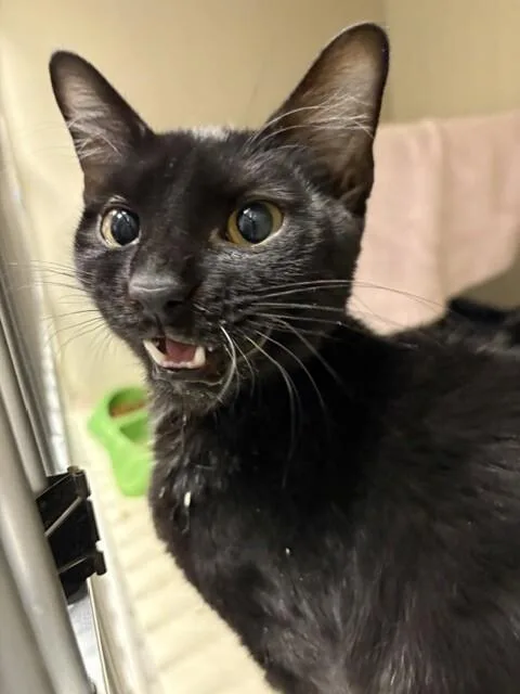 Darth Purr thumbnail 3