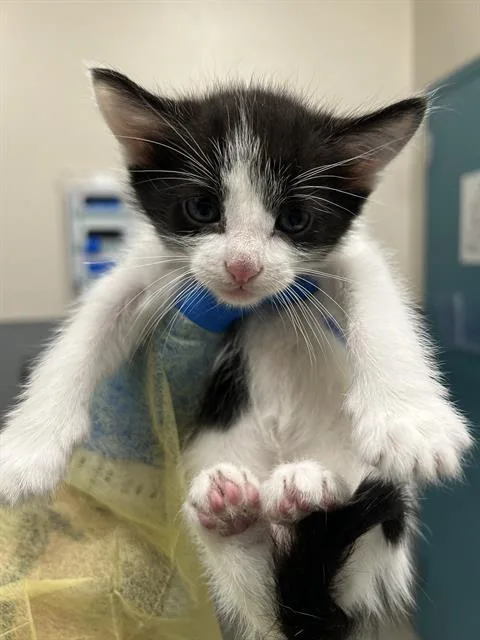 A baby small-sized male Domestic Short Hair cat named Godder for adoption in Las Vegas, NV
