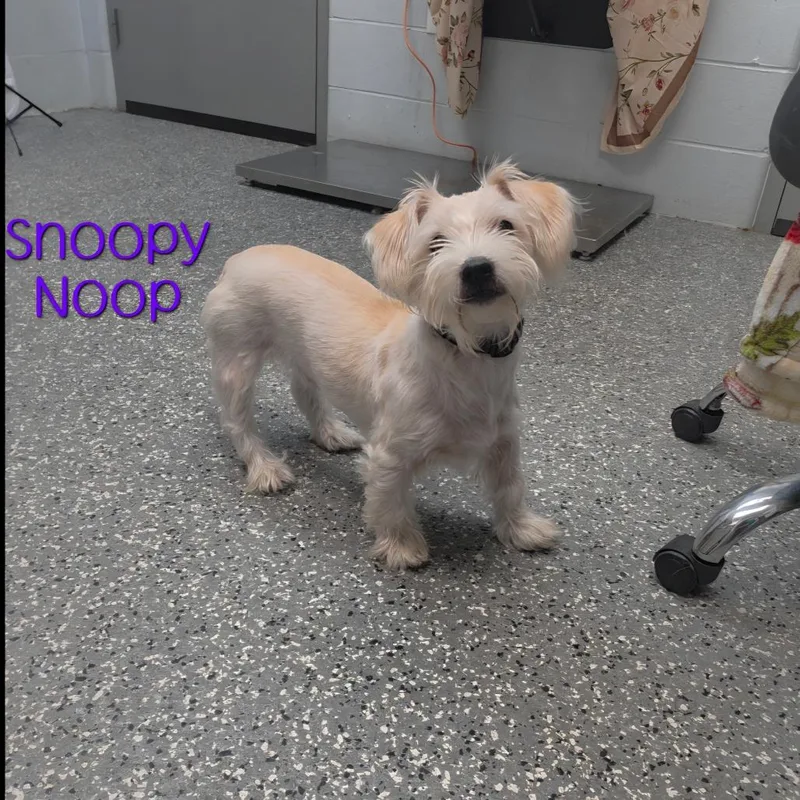 A young small-sized male White / Cream Schnauzer dog named Snoopy Noop for adoption in Parkersburg, WV