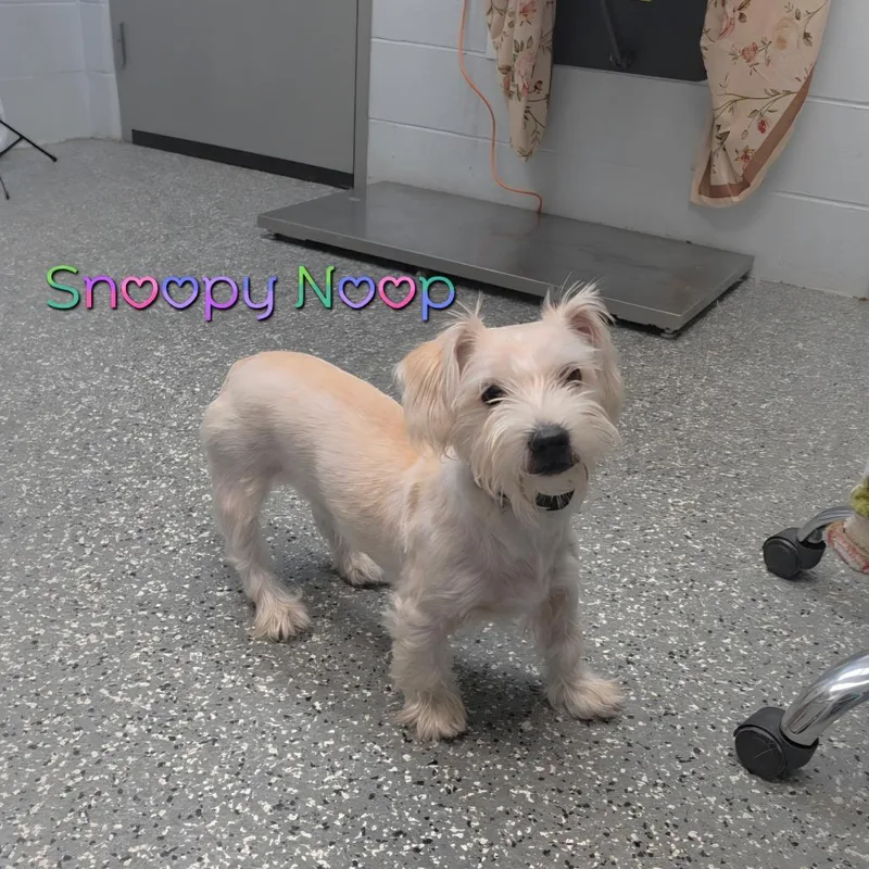 Snoopy Noop thumbnail 2