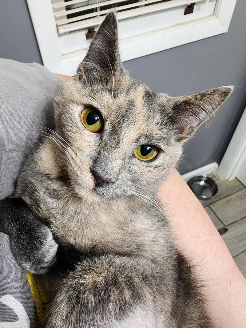 Latte Bonded With Cappuccino thumbnail 2