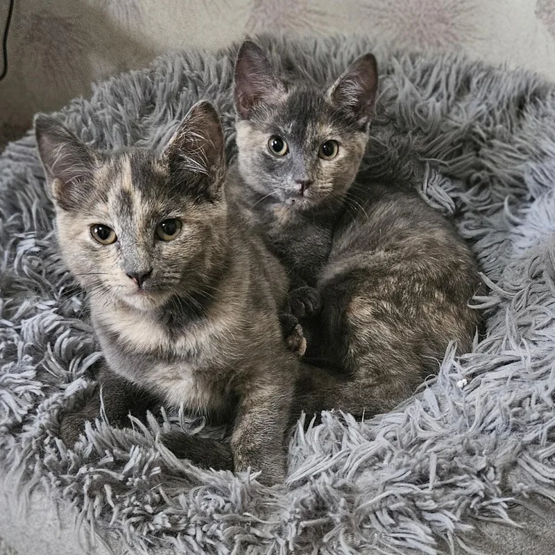 Latte Bonded With Cappuccino thumbnail 4