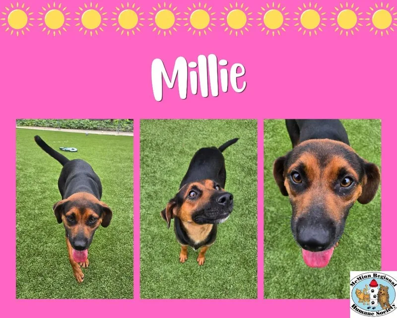 A young medium-sized female Terrier dog named Millie for adoption in Athens, TN