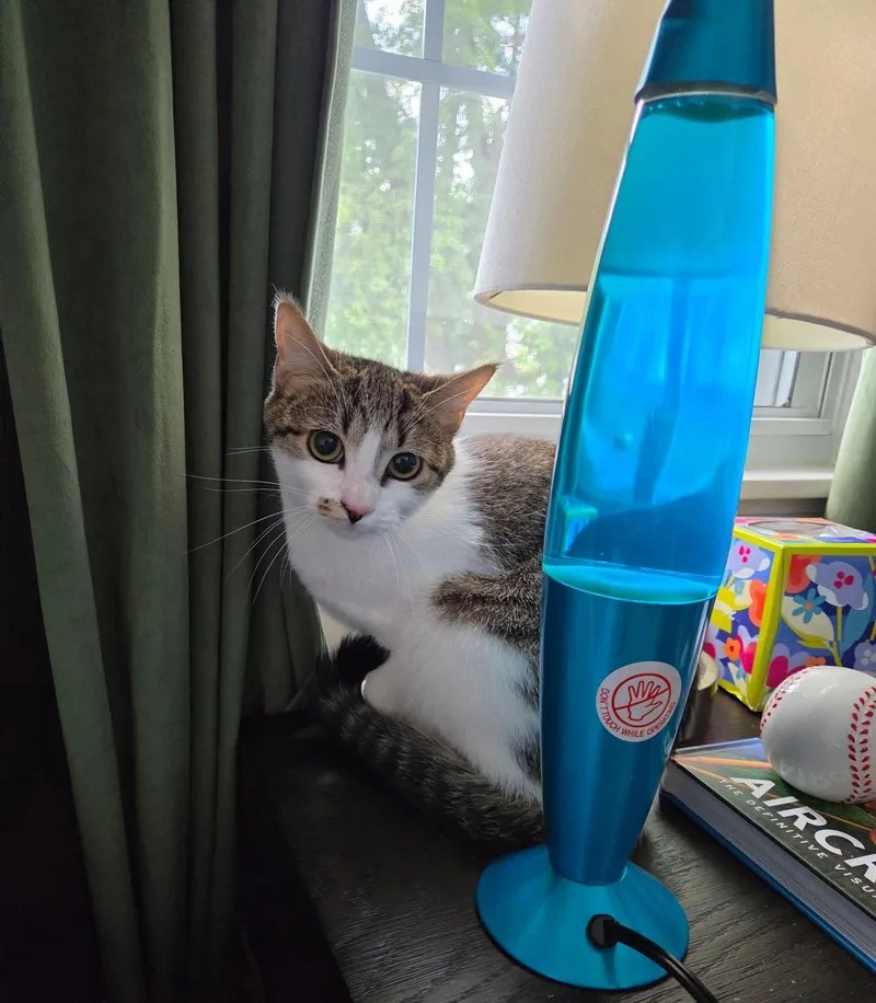 A young medium-sized female Domestic Short Hair cat named Mimi for adoption in Enfield, CT