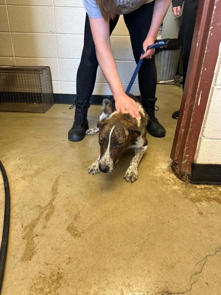 An adult medium-sized male Mixed Breed dog named Orion for adoption in Rock Springs, WY