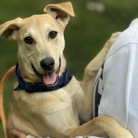 Snickers thumbnail 2