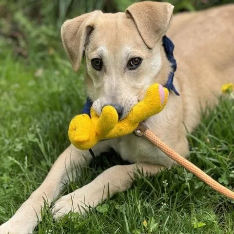 Snickers thumbnail 3