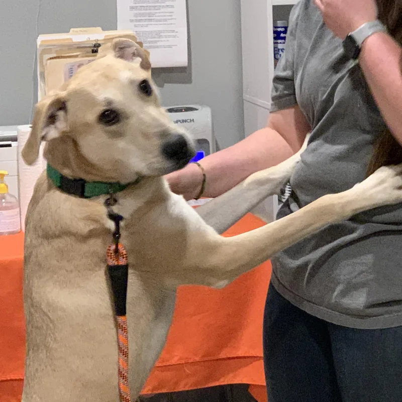 Snickers thumbnail 4