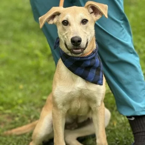 Snickers thumbnail 5