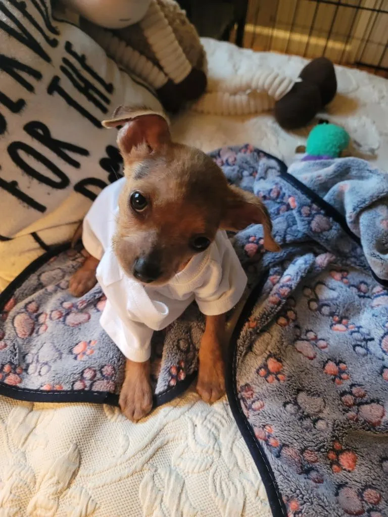 A baby small-sized female Terrier dog named Beepbeep for adoption in Ellijay, GA