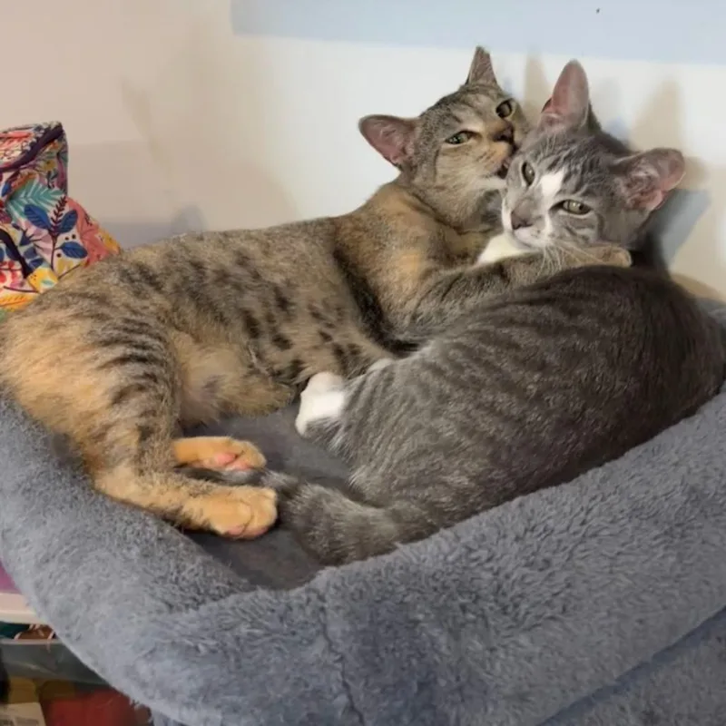 Ruby & Archie  thumbnail 5