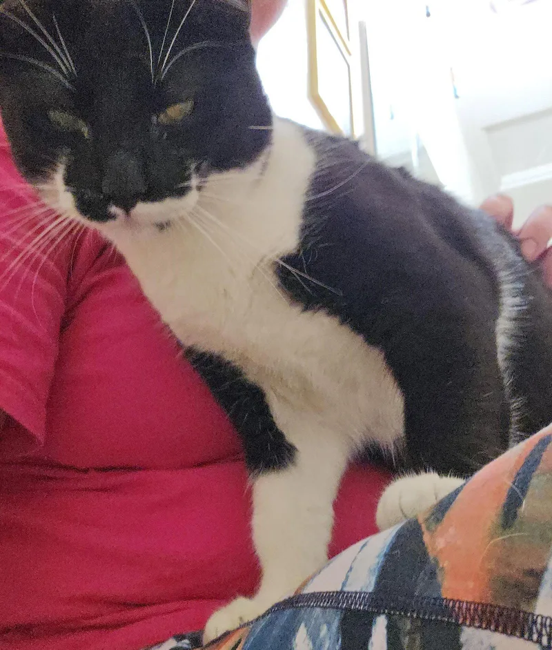 A young medium-sized male Domestic Short Hair cat named Peshou for adoption in Phoenix, AZ